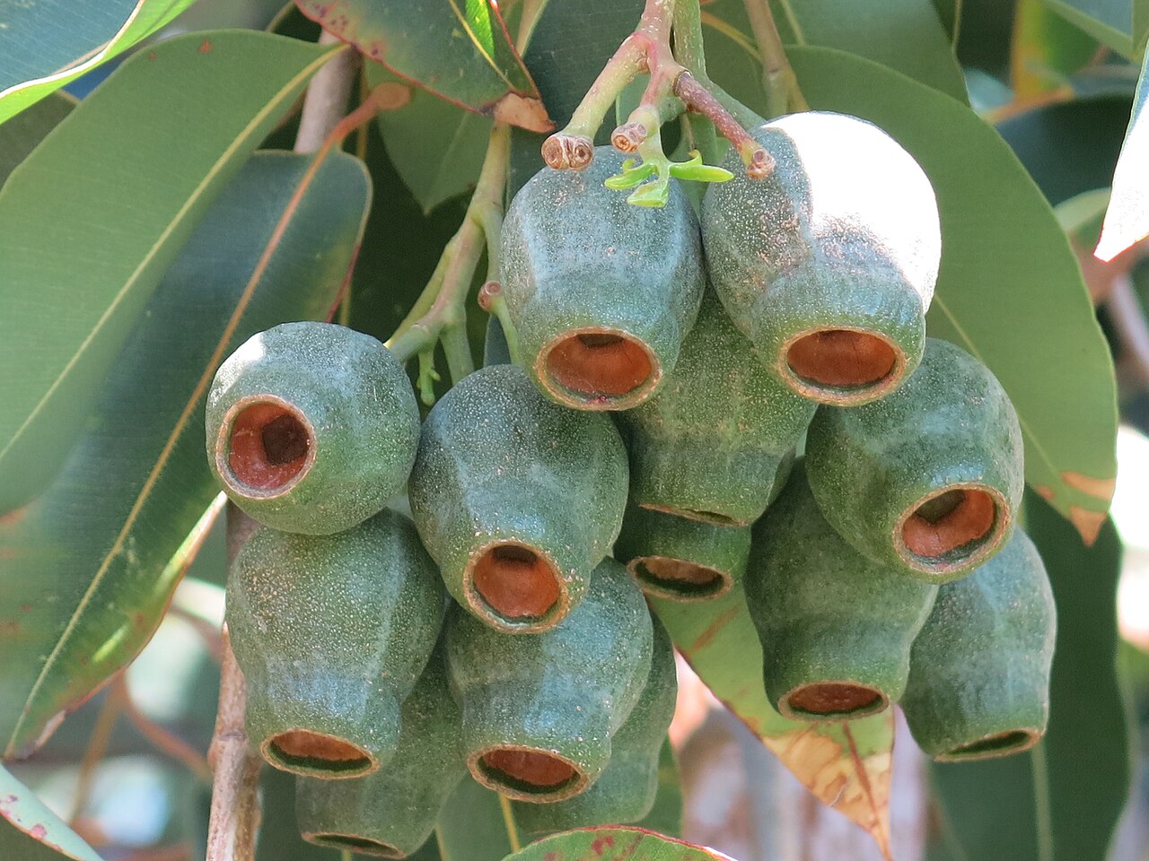 Corymbia calophylla