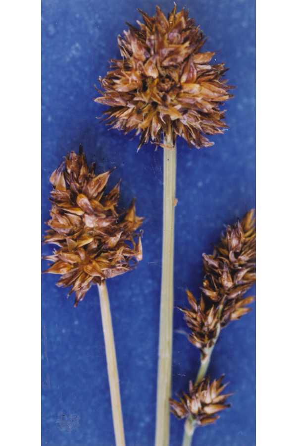 Carex neurophora