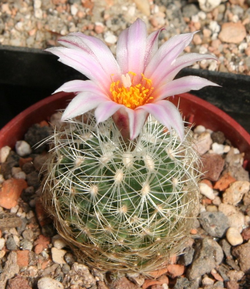 Turbinicarpus saueri