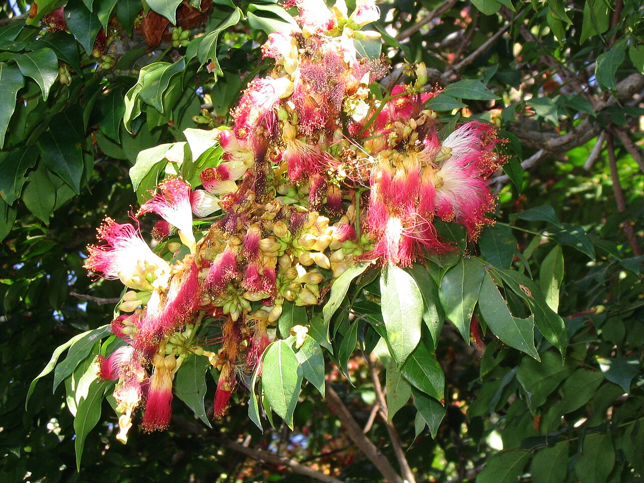 Archidendron grandiflorum