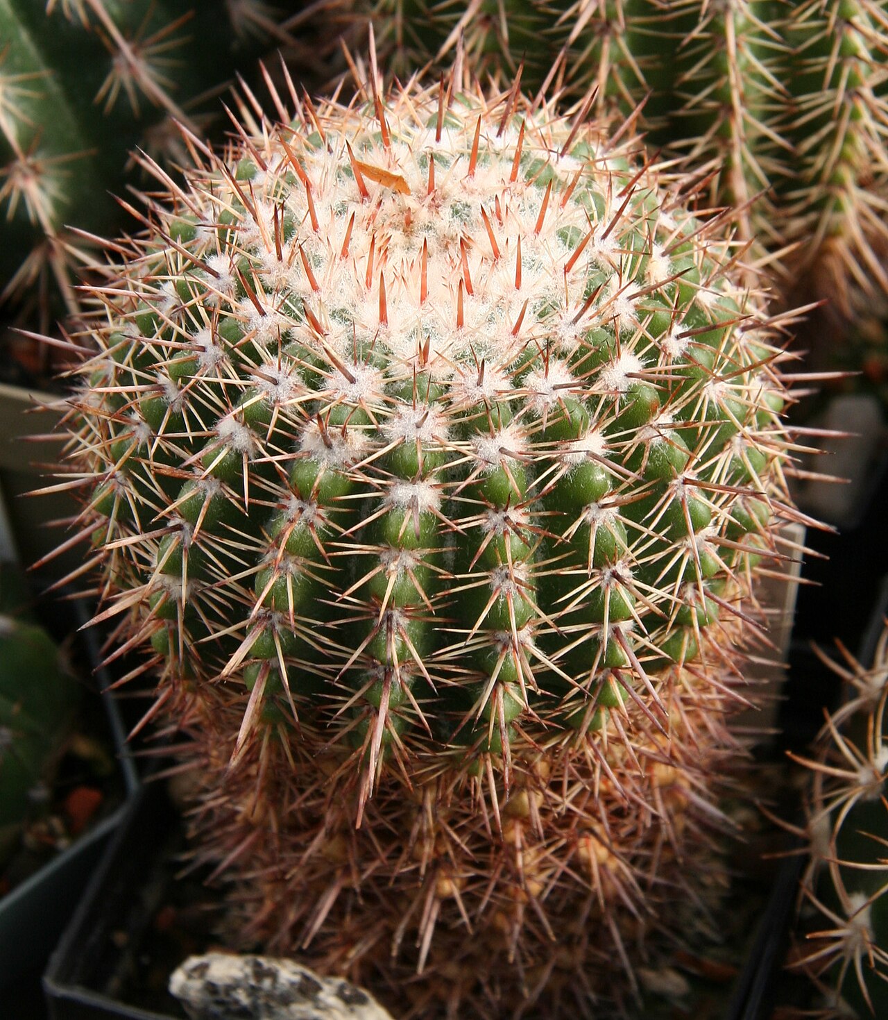 Parodia allosiphon