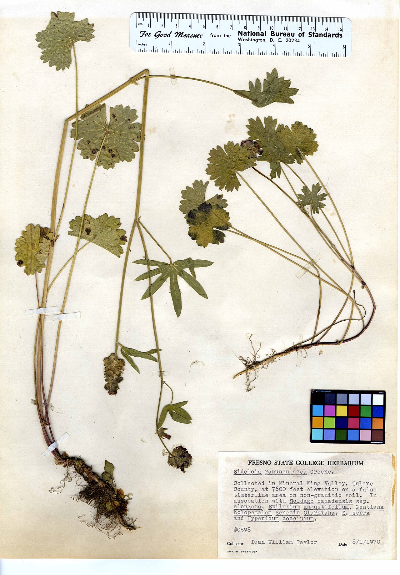 Sidalcea ranunculacea