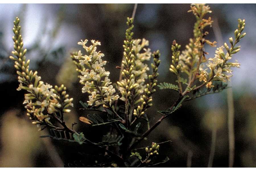 Texas kidneywood