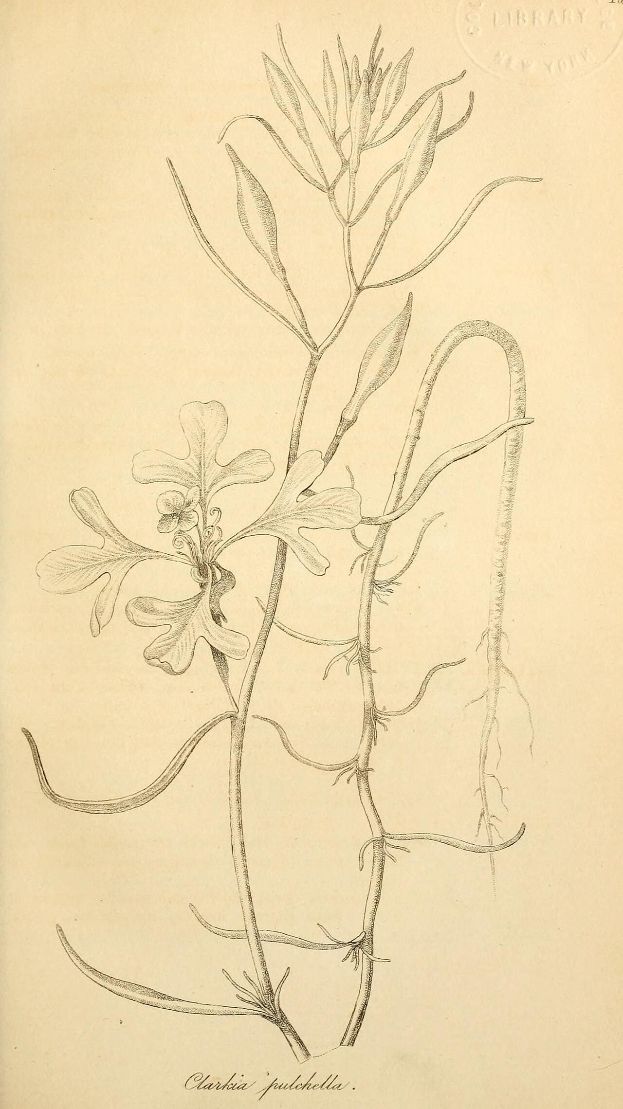 Oenothera conferta