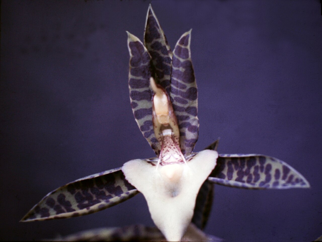 Catasetum deltoideum