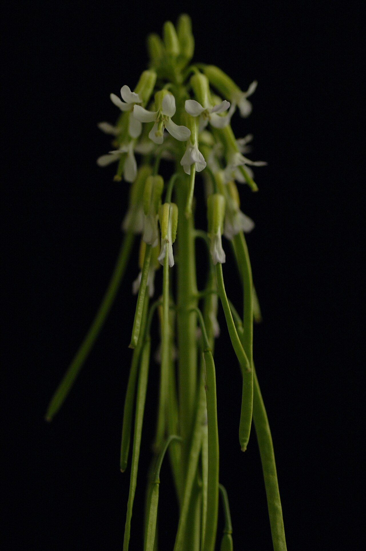 Boechera holboellii