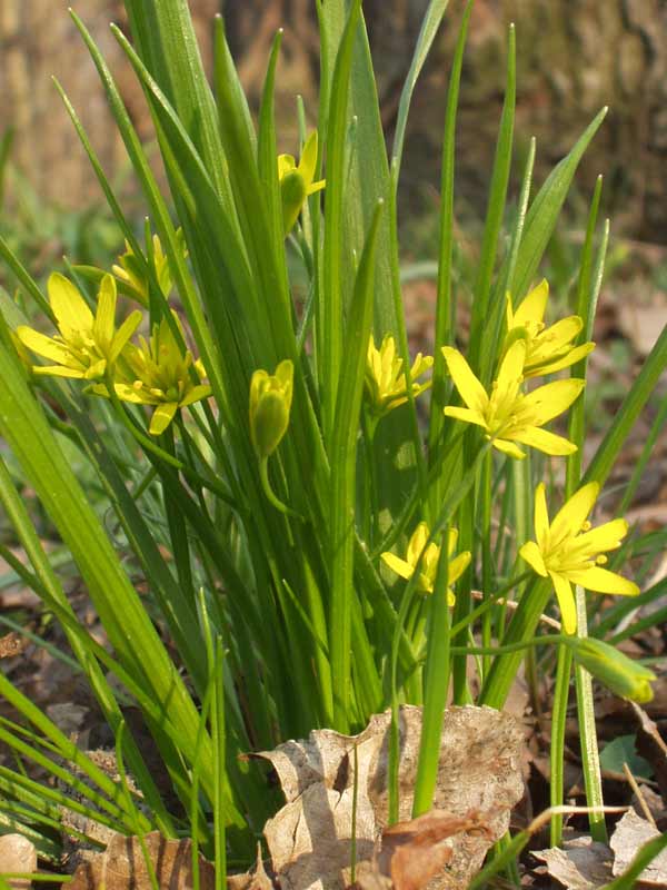 Yellow star-of-Bethlehem