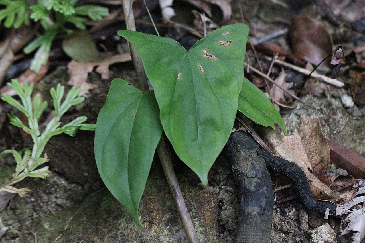 Asarum caudigerum
