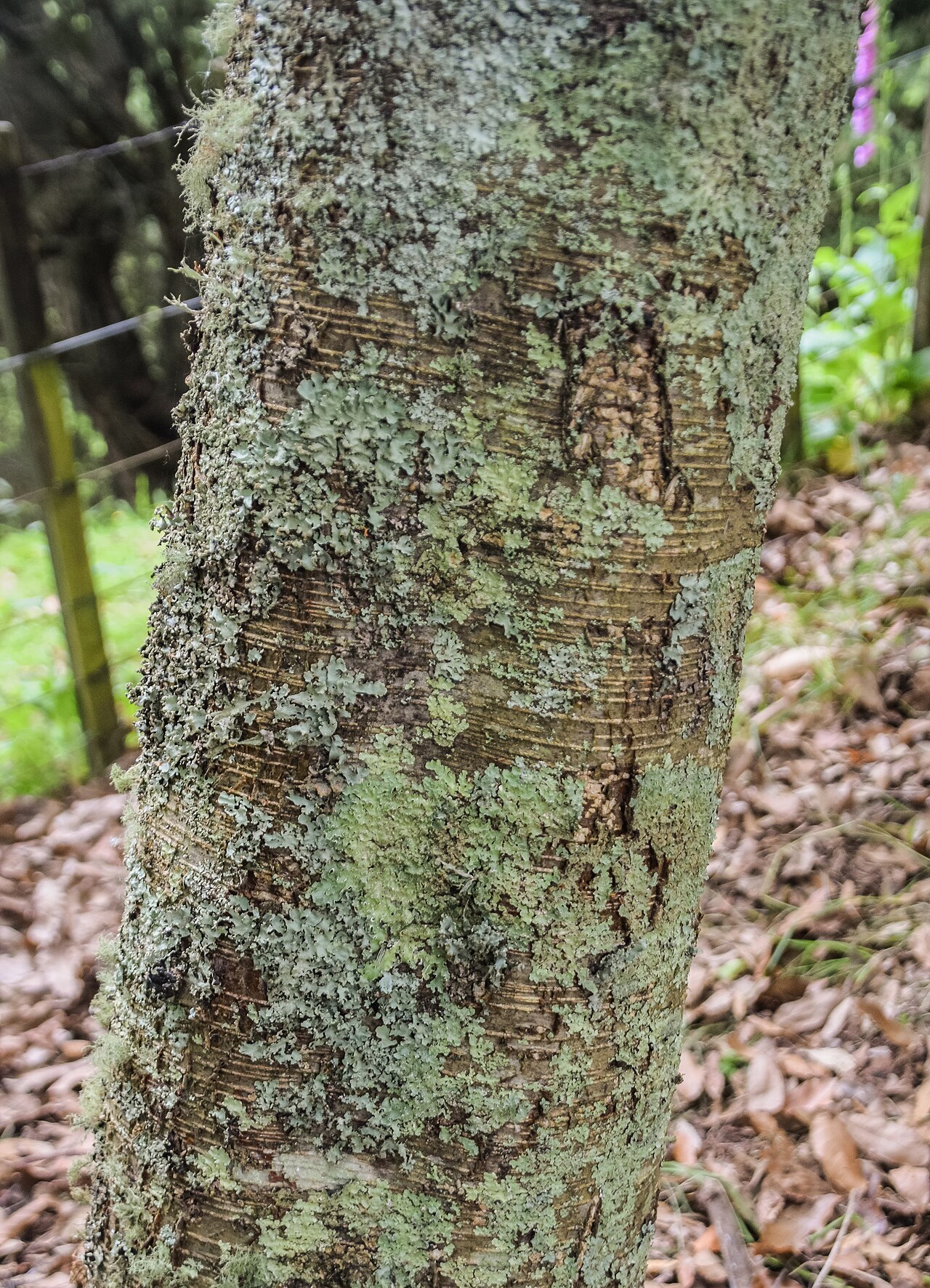 Betula schmidtii