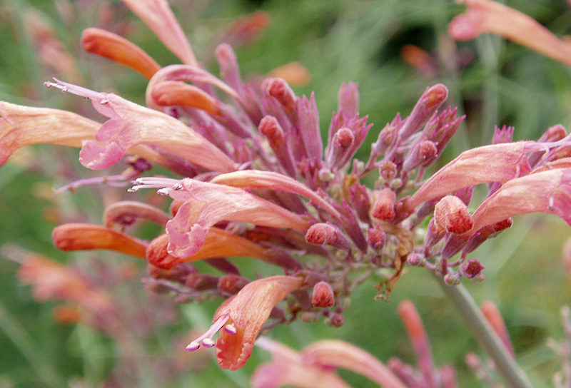 Agastache rupestris