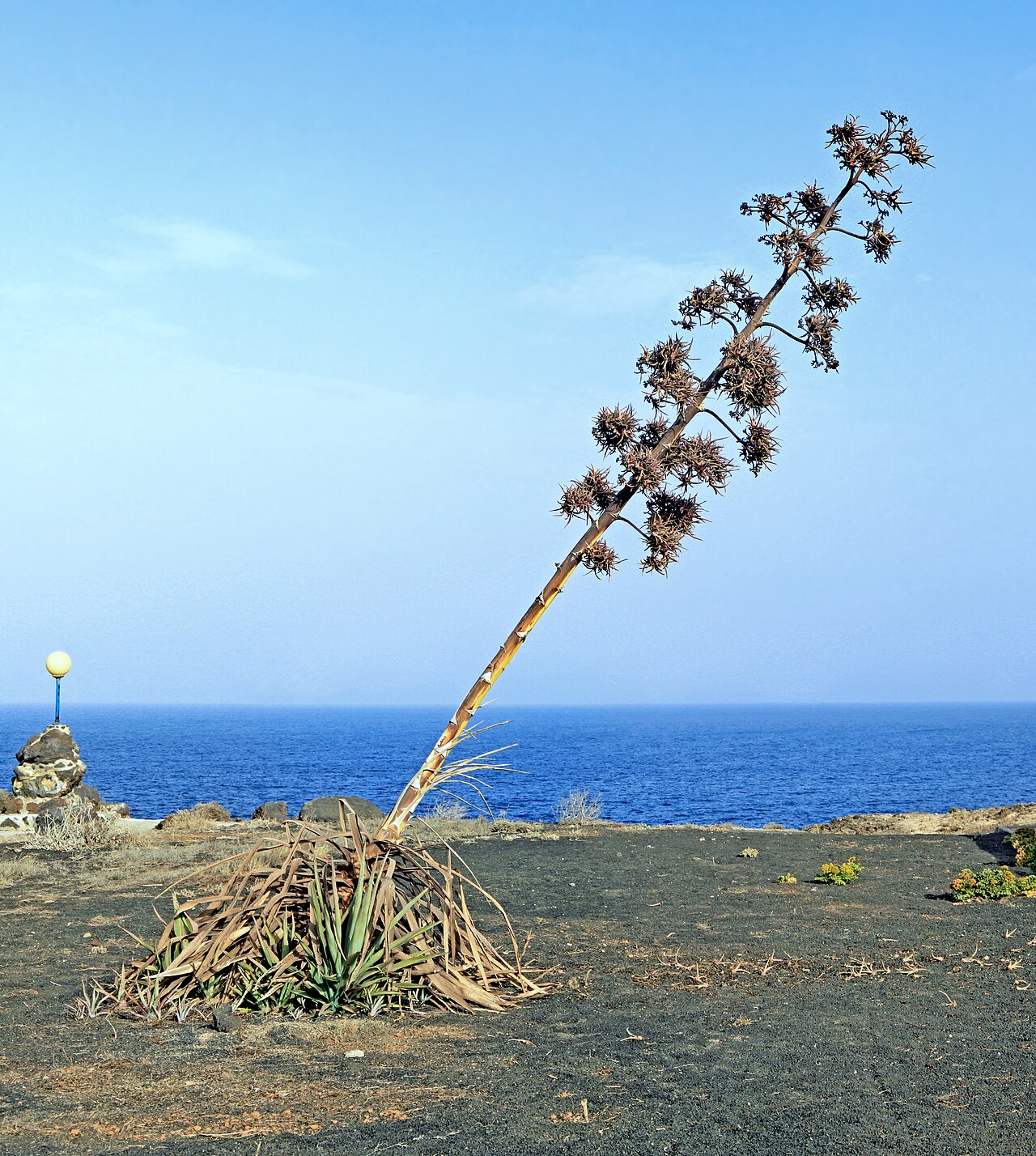 Furcraea cabuya