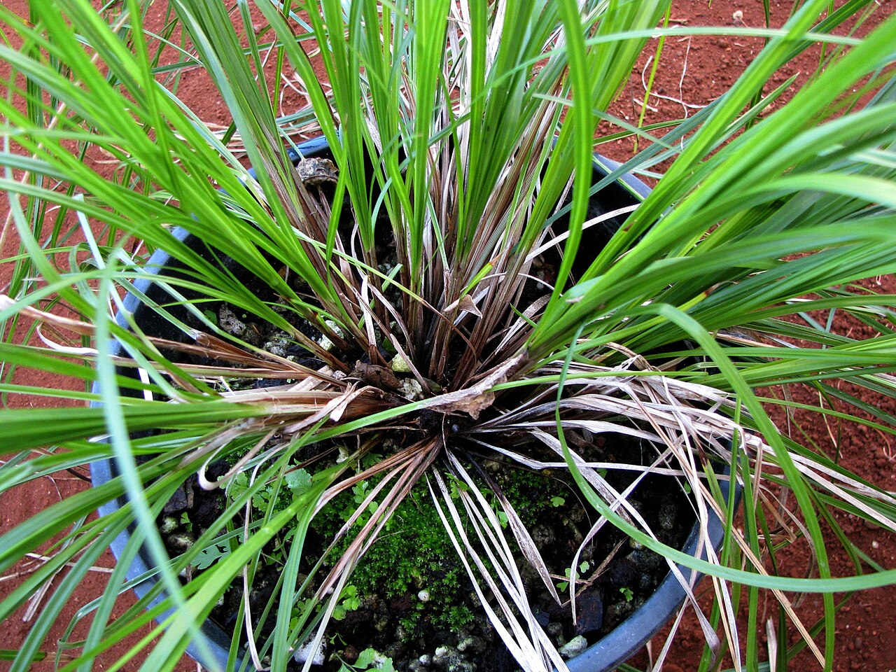 Meyen's sedge