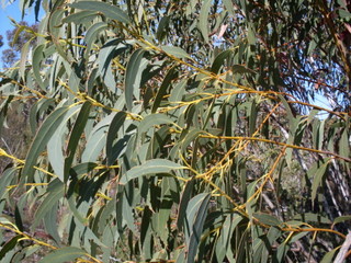Yellow top mallee ash