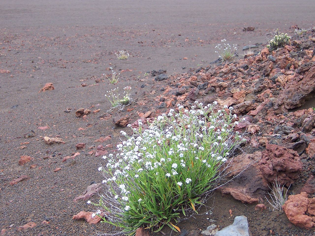 Cynoglossum borbonicum