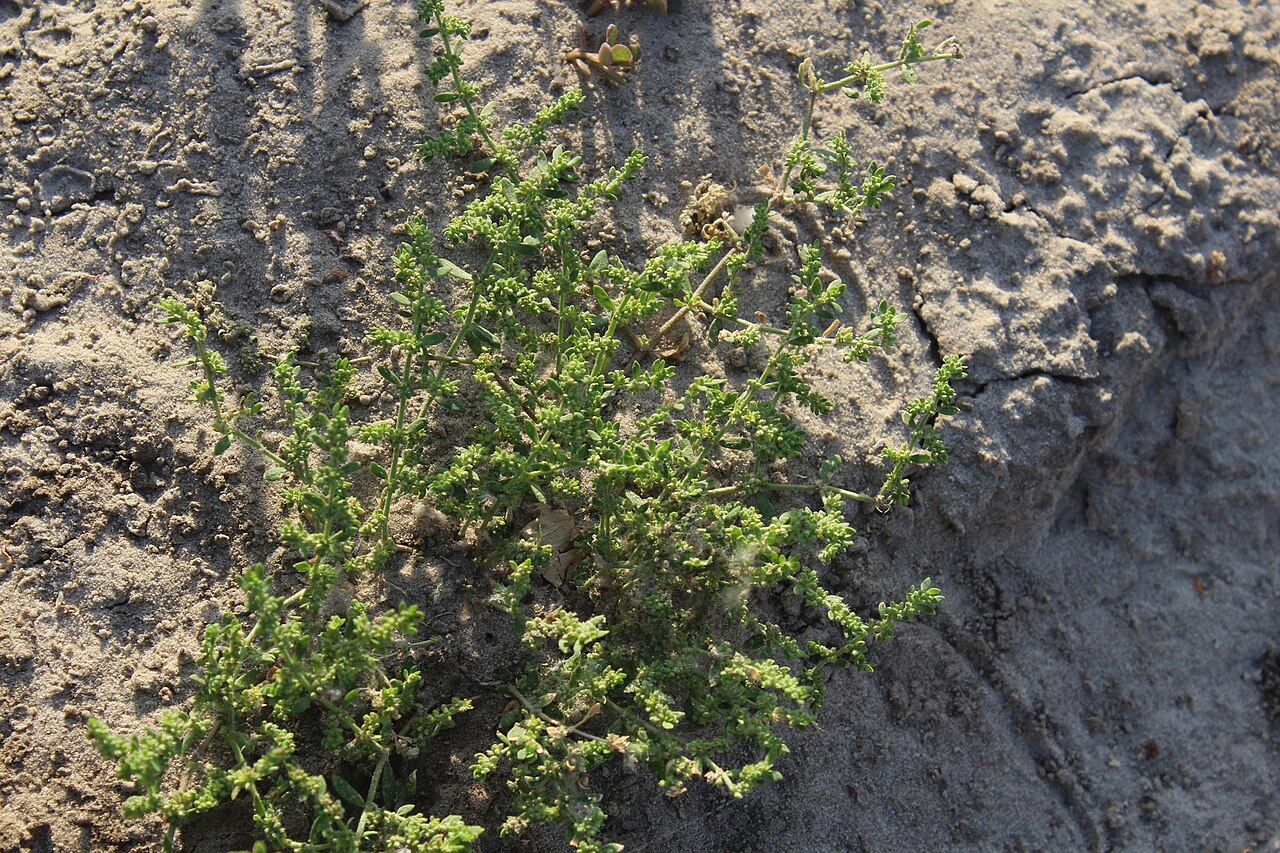 Herniaria polygama