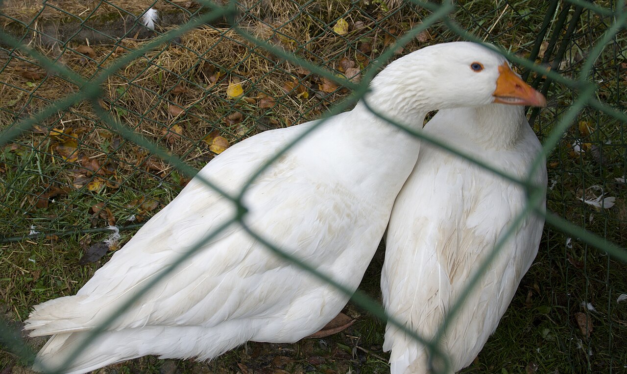 Czech Goose