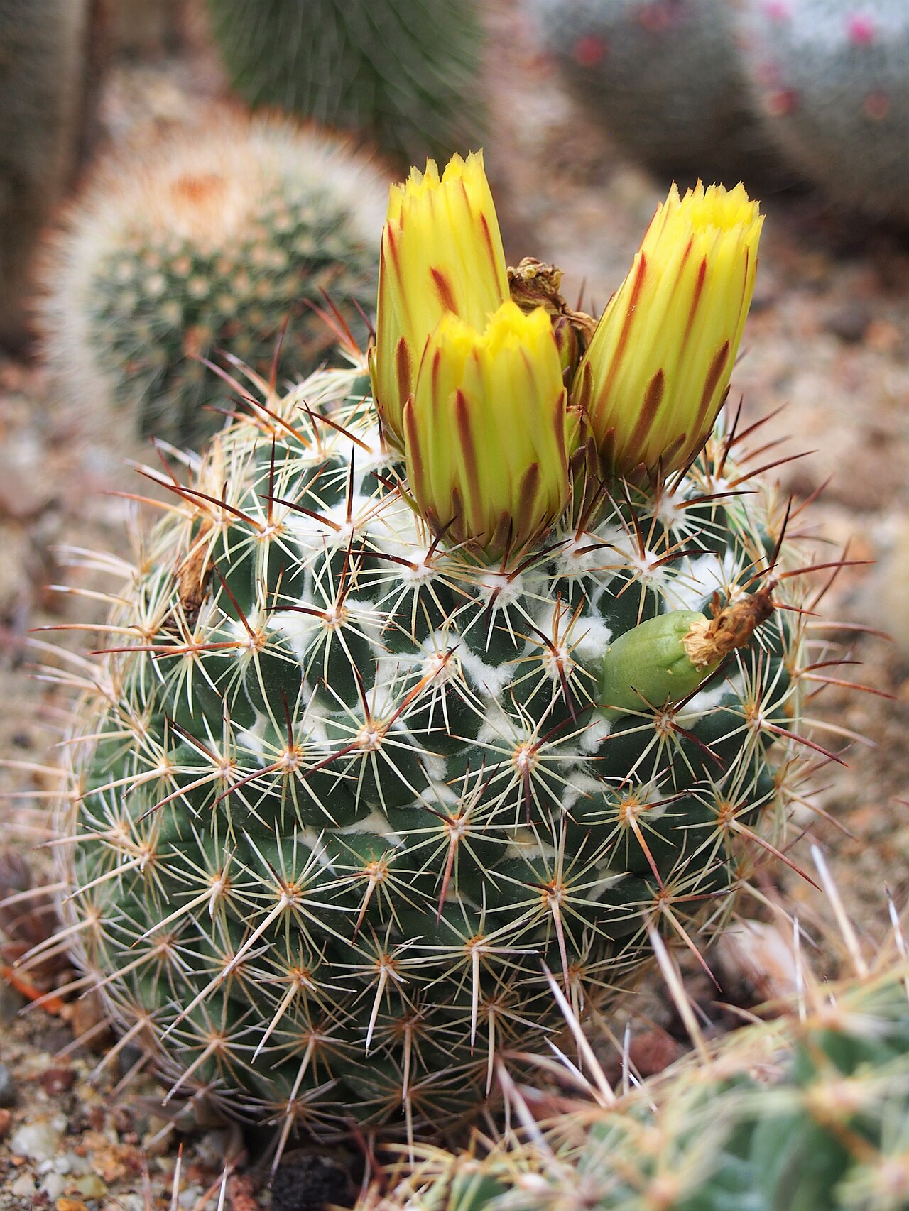 Coryphantha radians