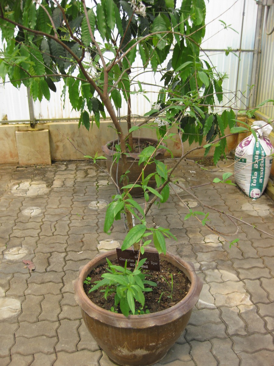 Cratoxylum maingayi