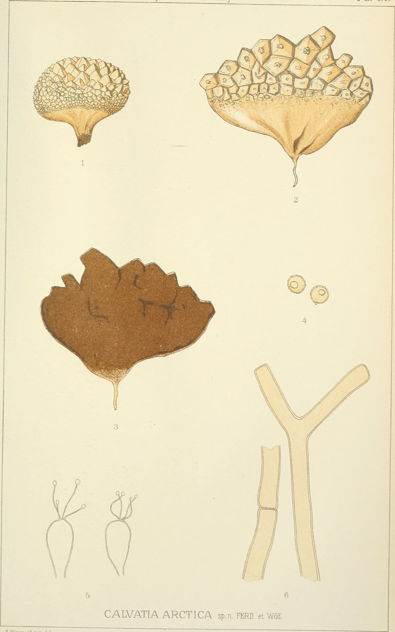 Calvatia arctica