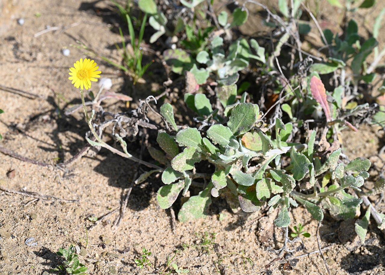 Calendula suffruticosa