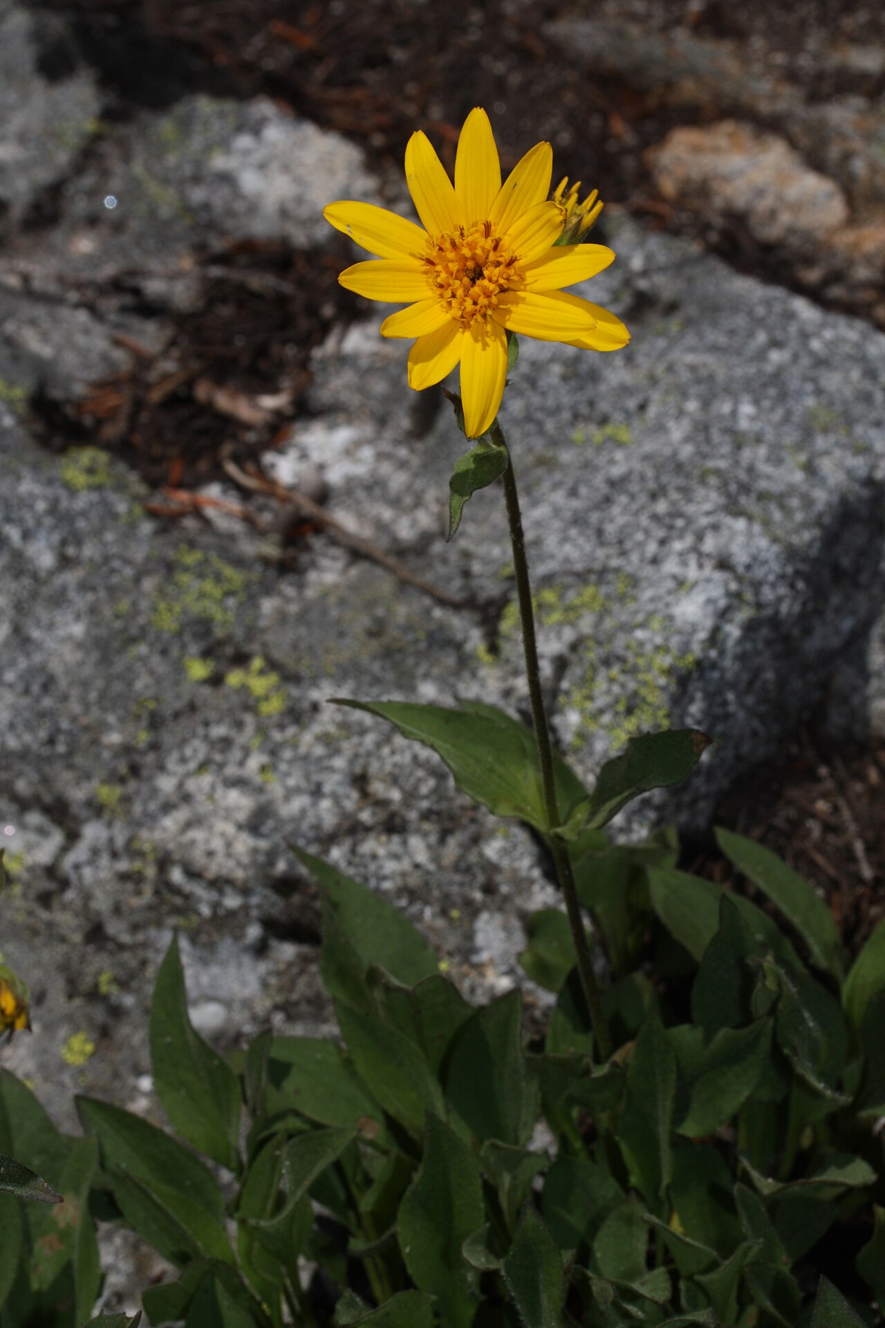 Arnica mollis
