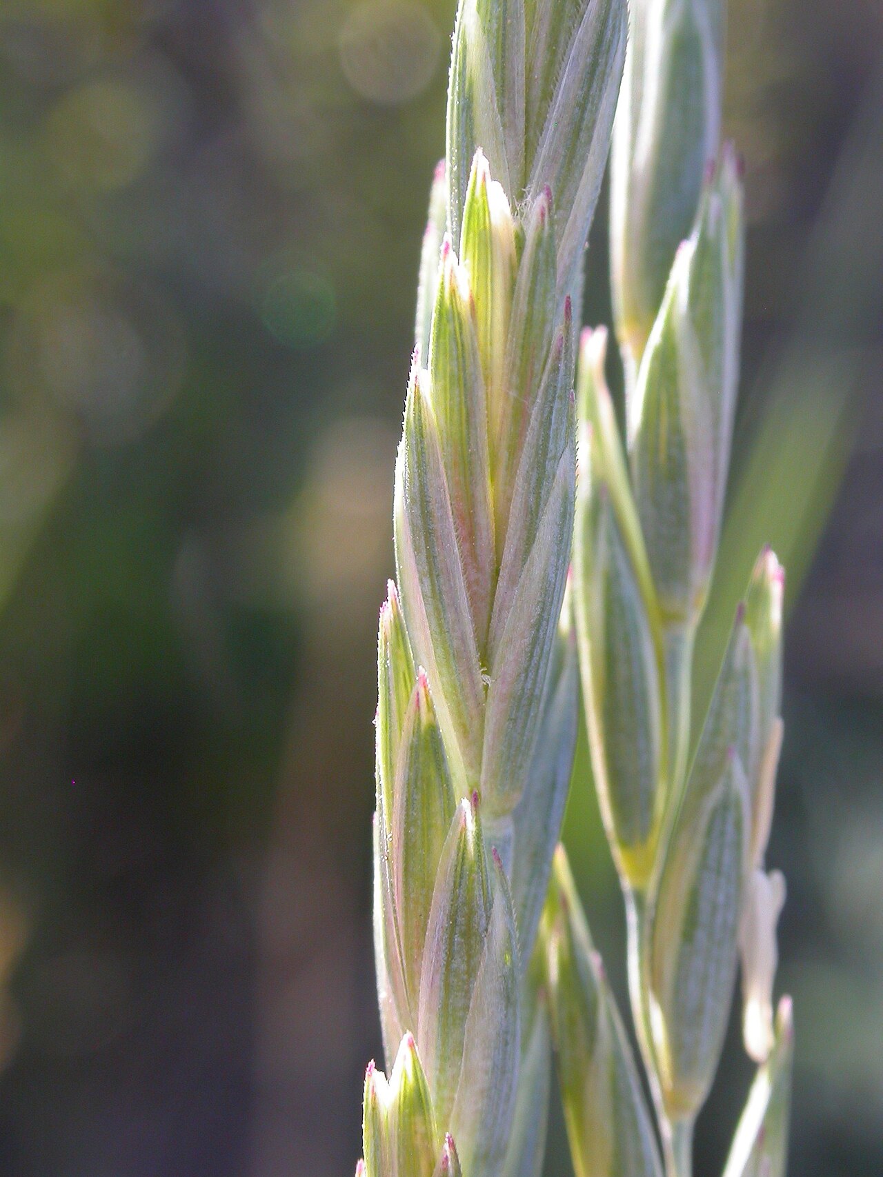 Elymus lanceolatus