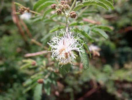 Desmanthus velutinus