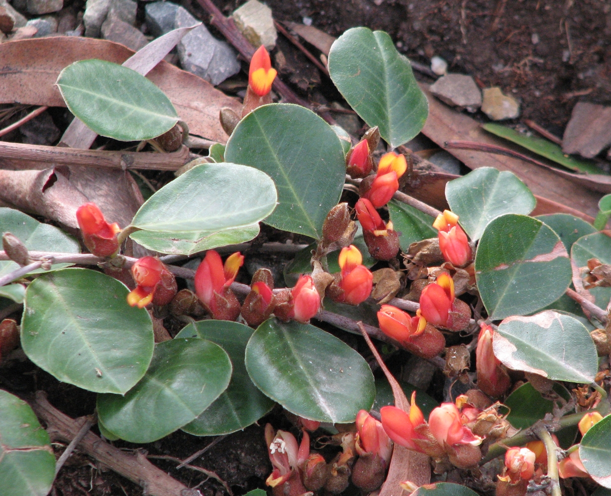 Broad-leaved brachysema