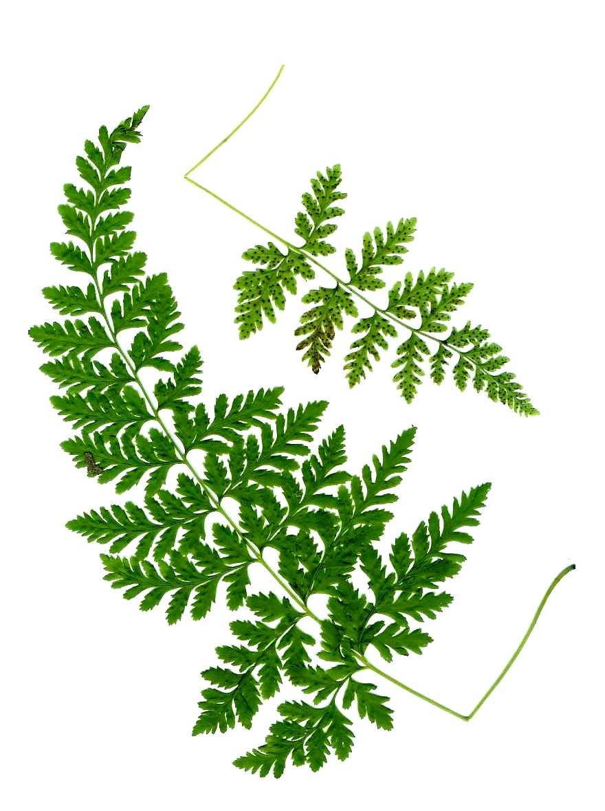 Cystopteris tenuis