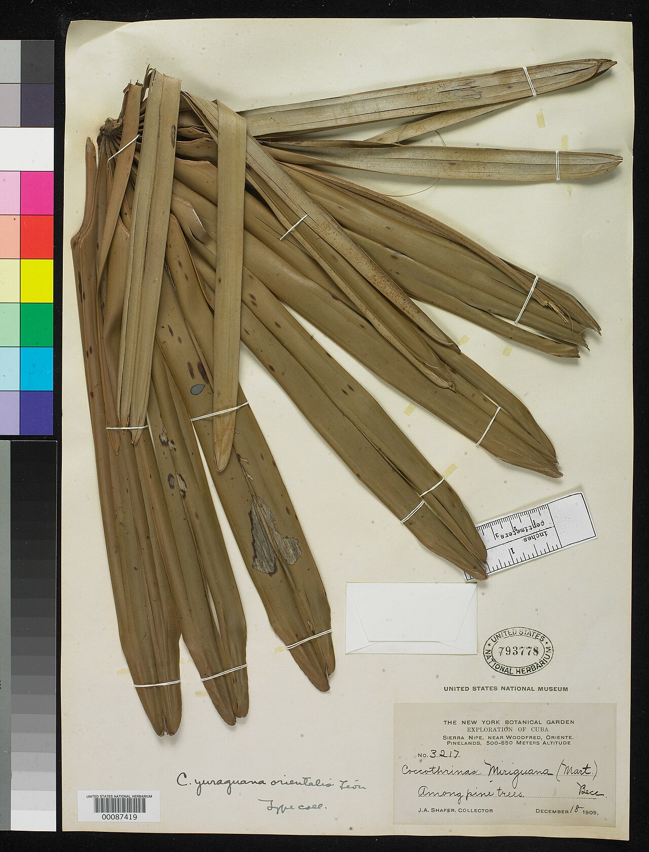 Coccothrinax orientalis
