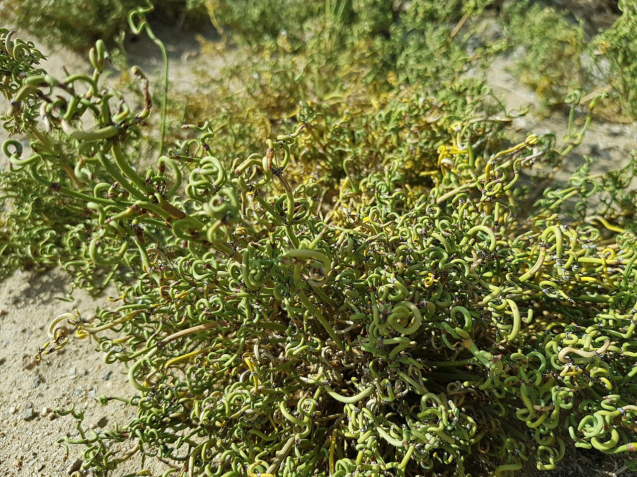Ephedra przewalskii