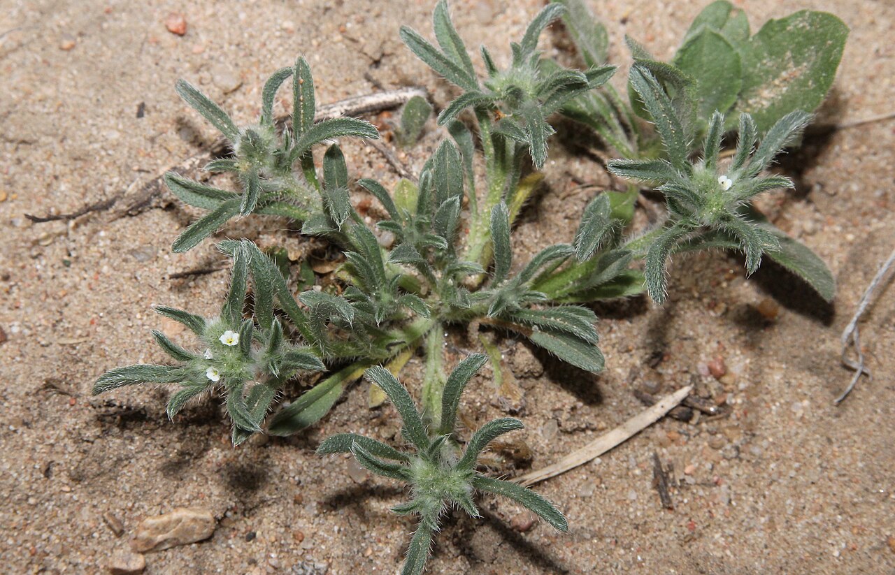 Cryptantha minima