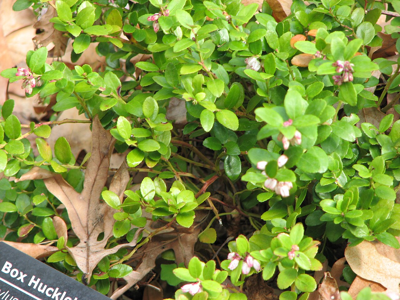 Box huckleberry or box-leaved whortleber