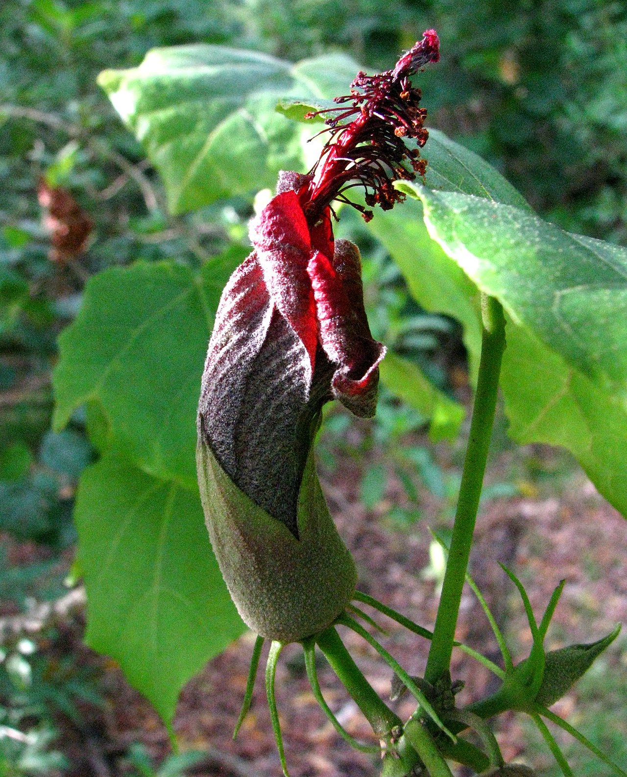 Hibiscadelphus woodii