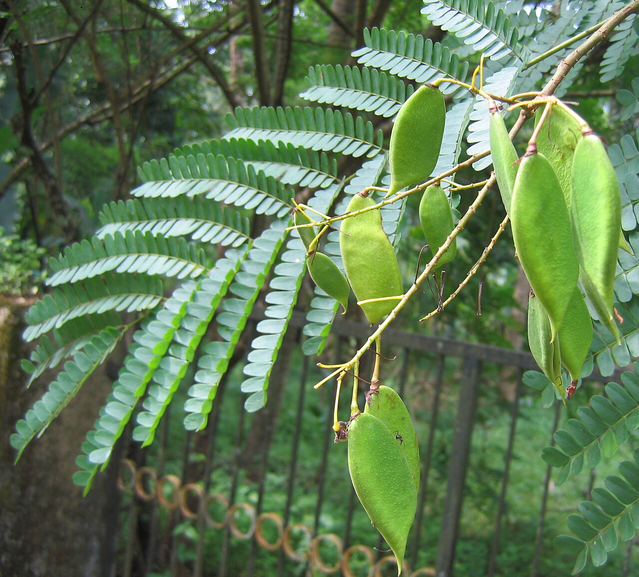 Caesalpinia sappan
