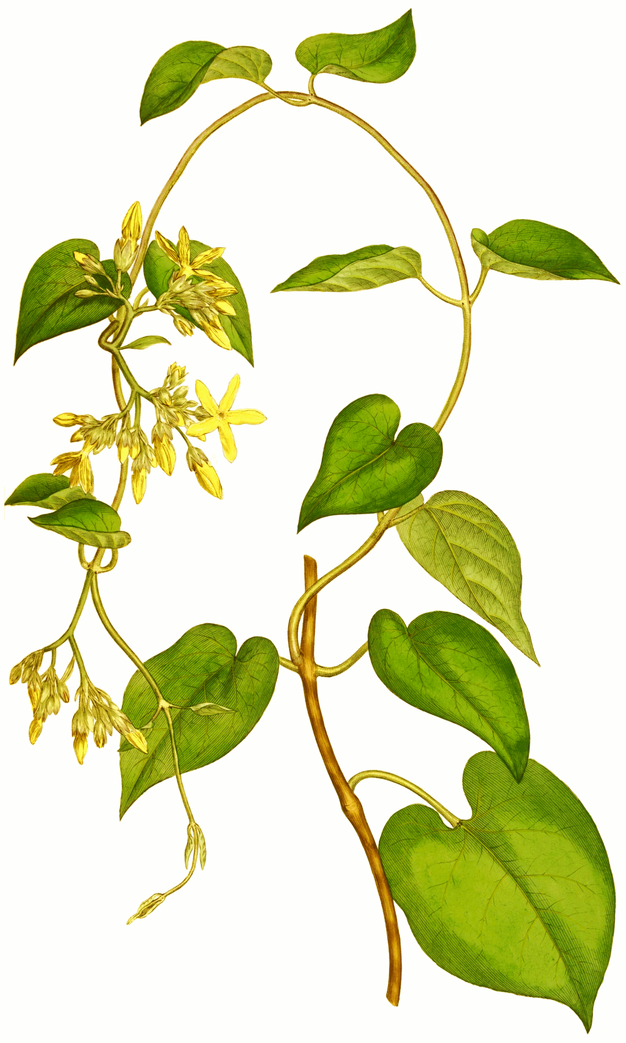 Telosma cordata
