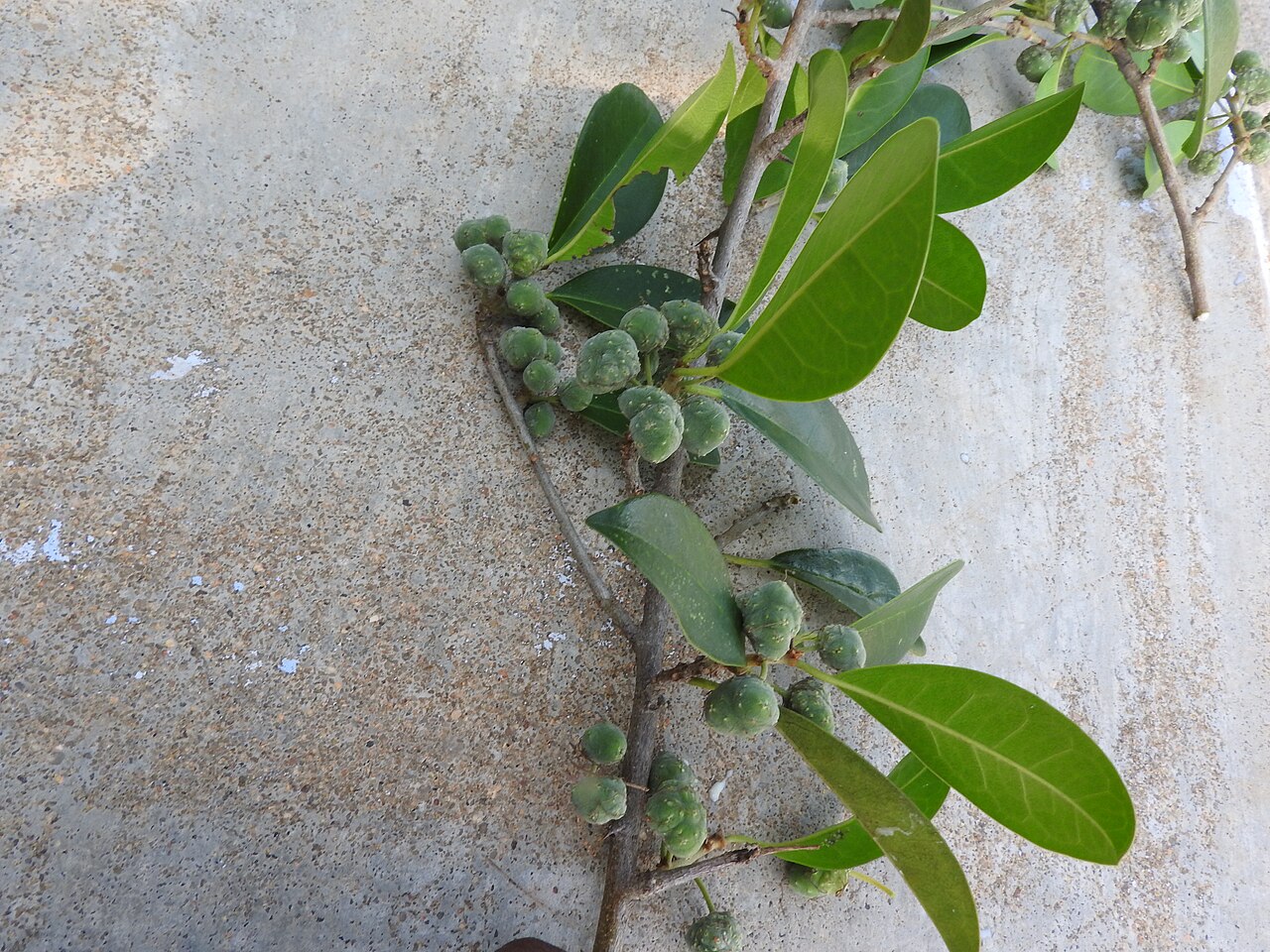 Maclura spinosa