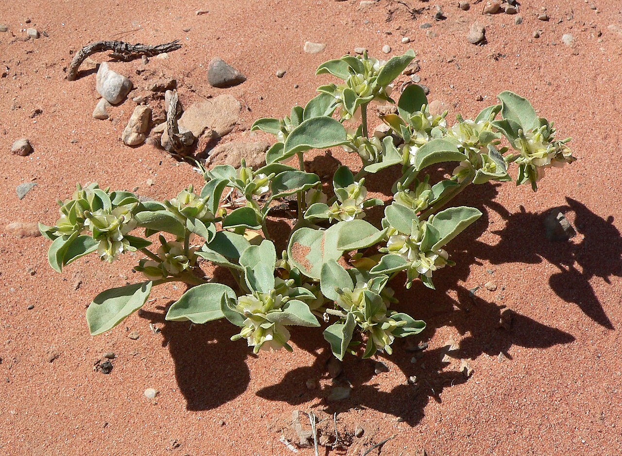 Acleisanthes nevadensis