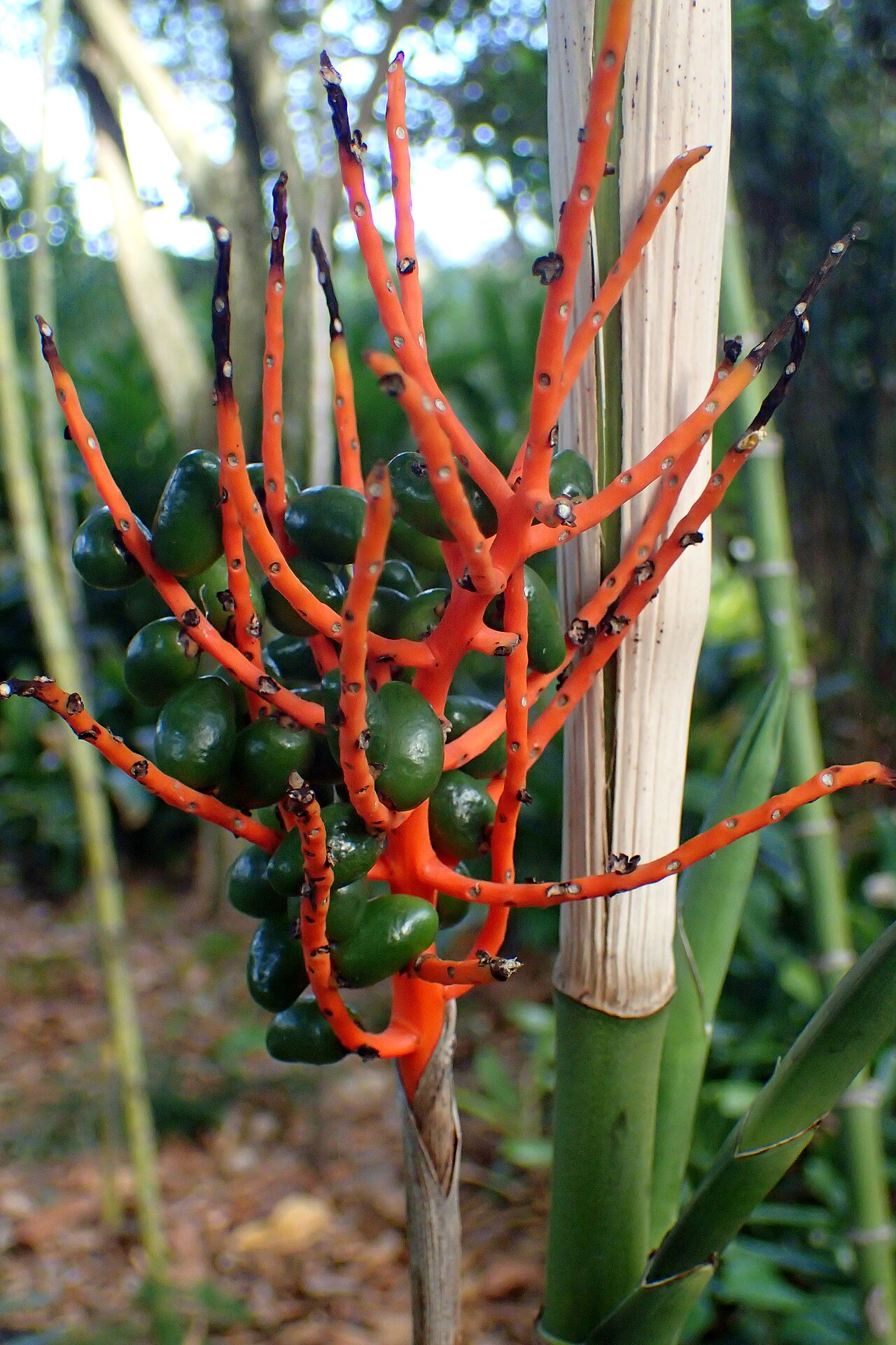 Chamaedorea oblongata
