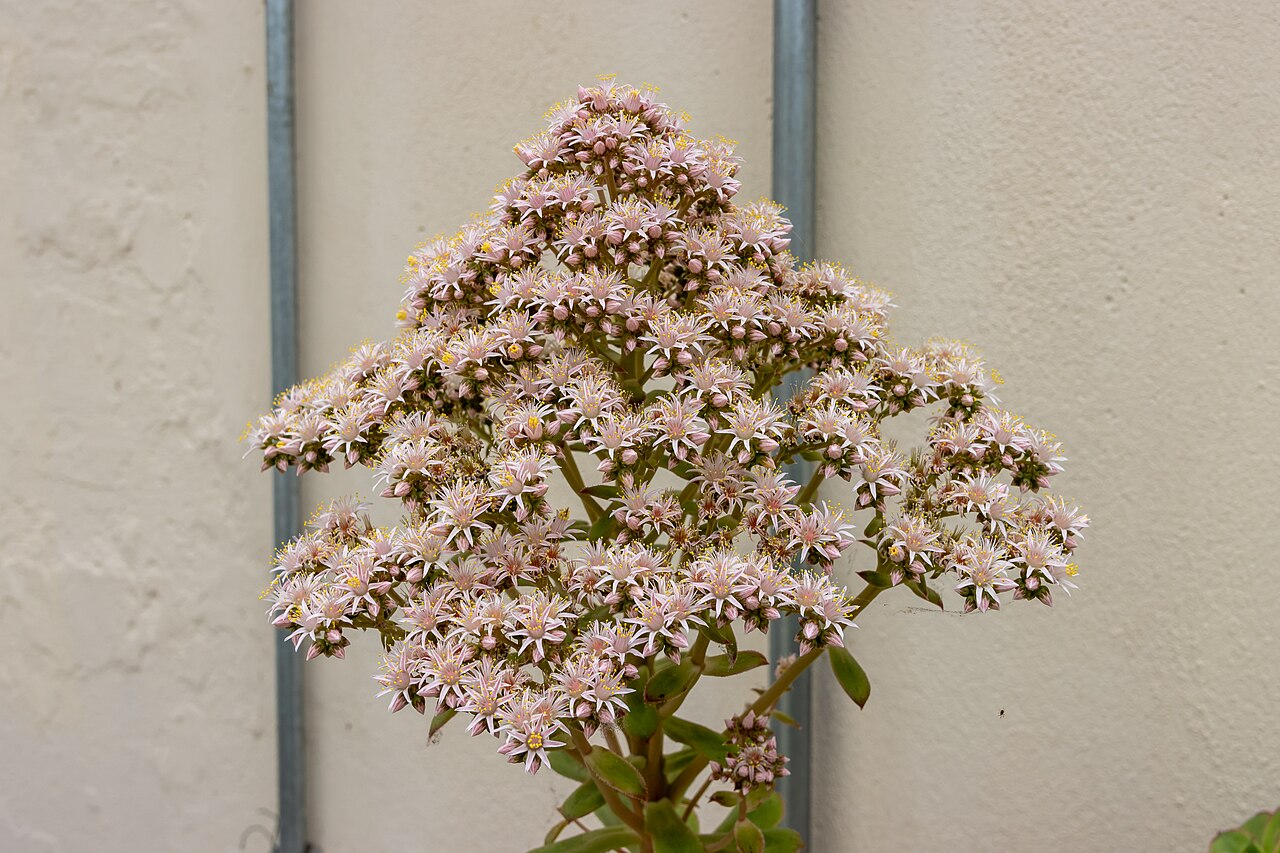 Aeonium lancerottense