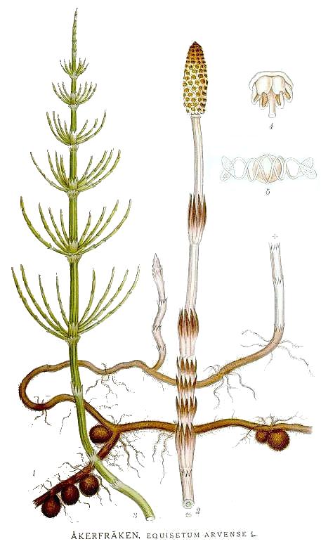 Equisetum arcticum