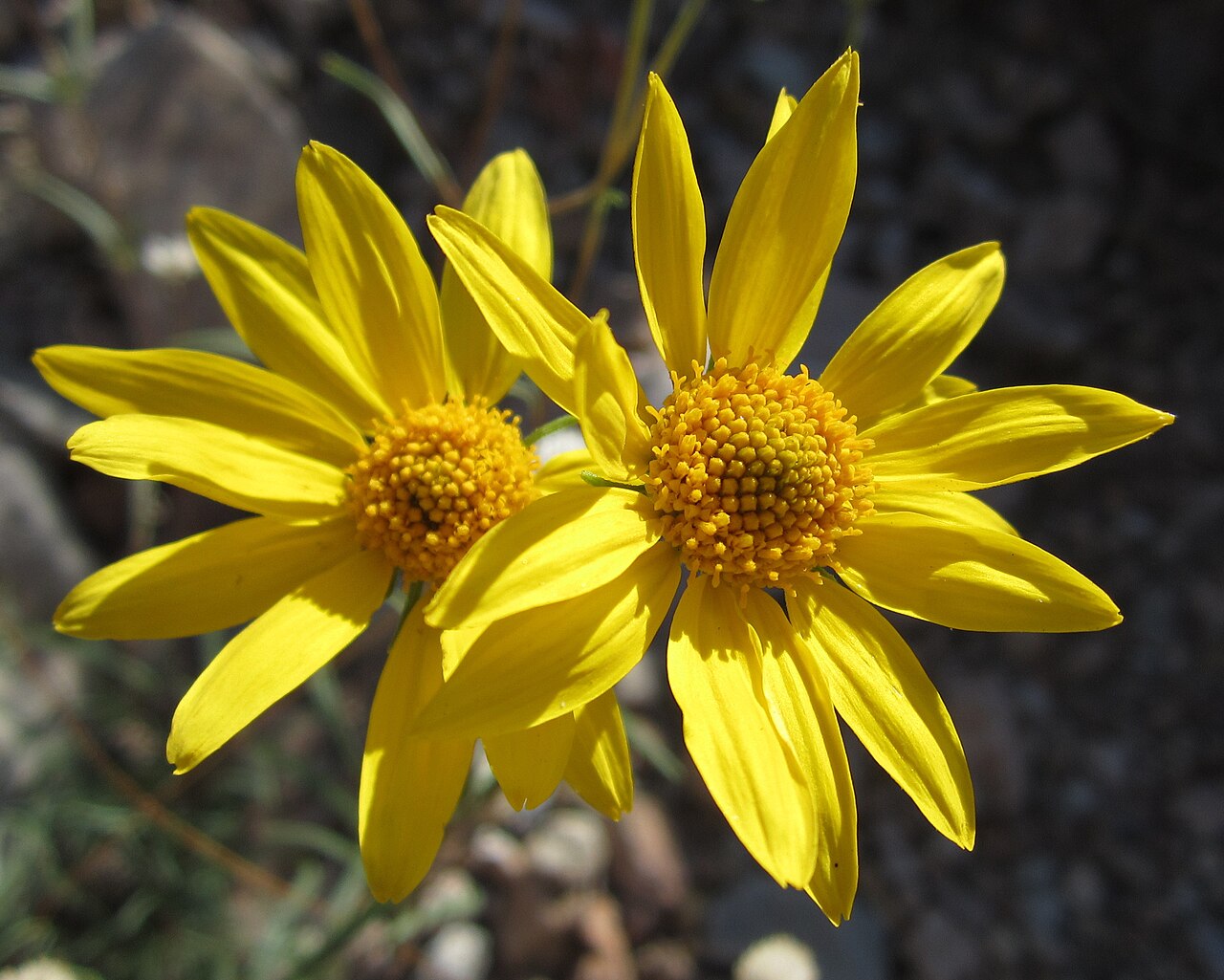 Ephedra multiflora