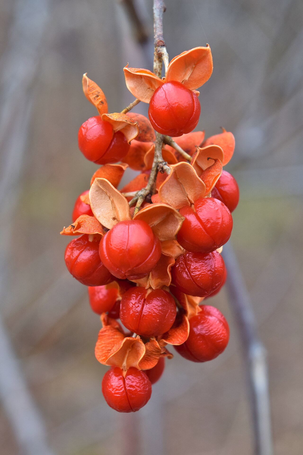 Celastrus scandens