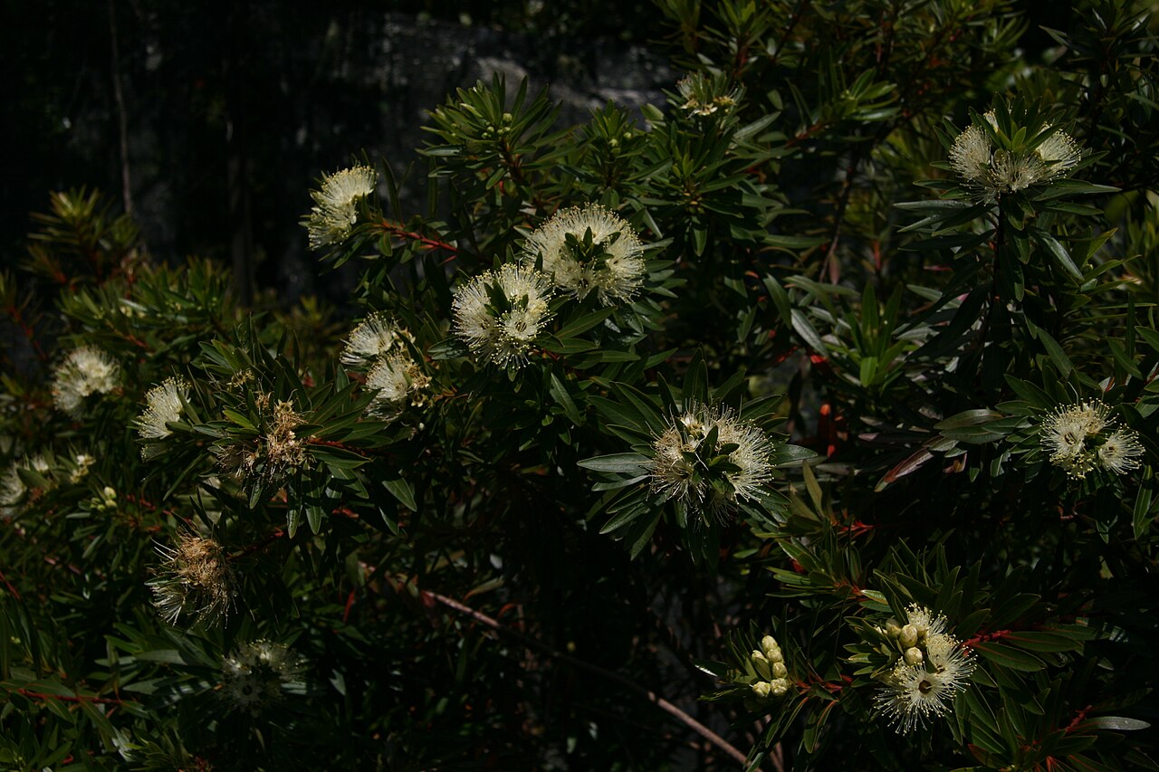 Xanthostemon verticillatus