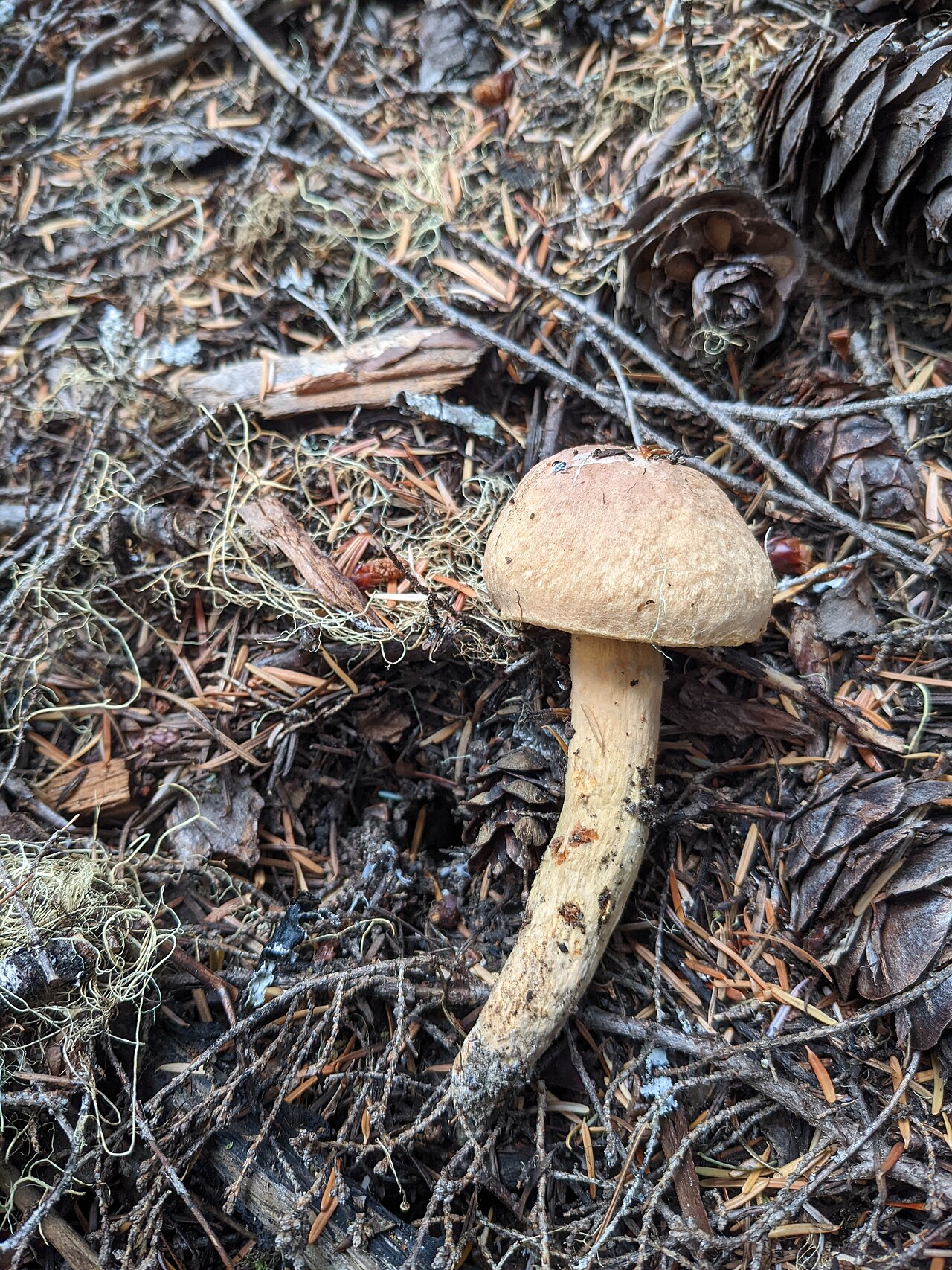 Woolly pine spike