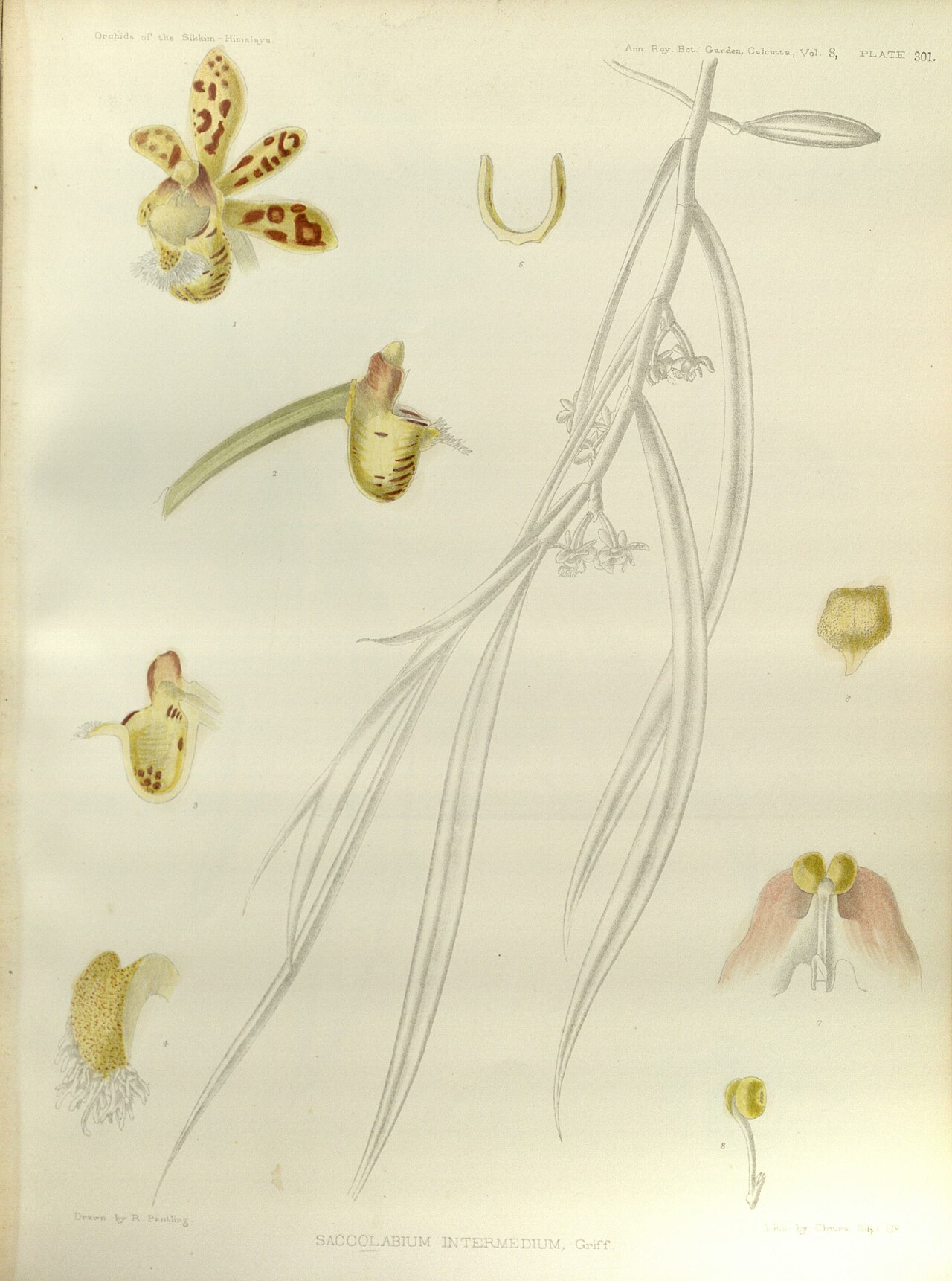 Gastrochilus intermedius
