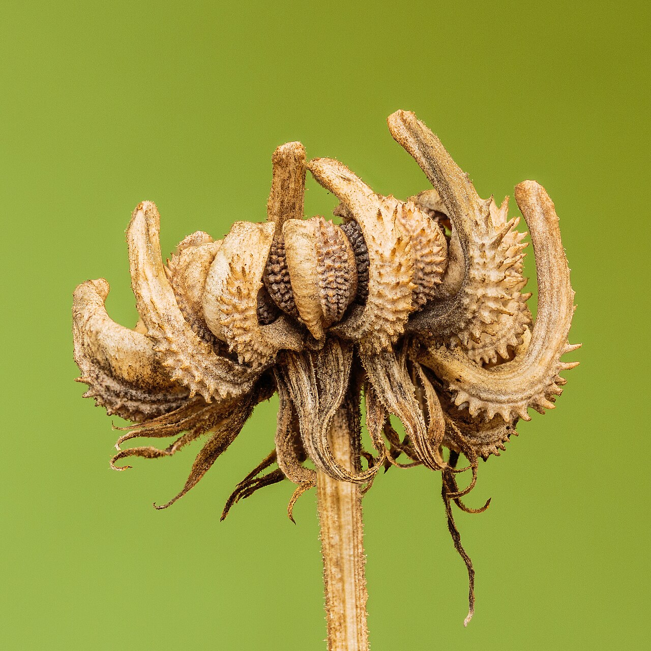 Calendula officinalis