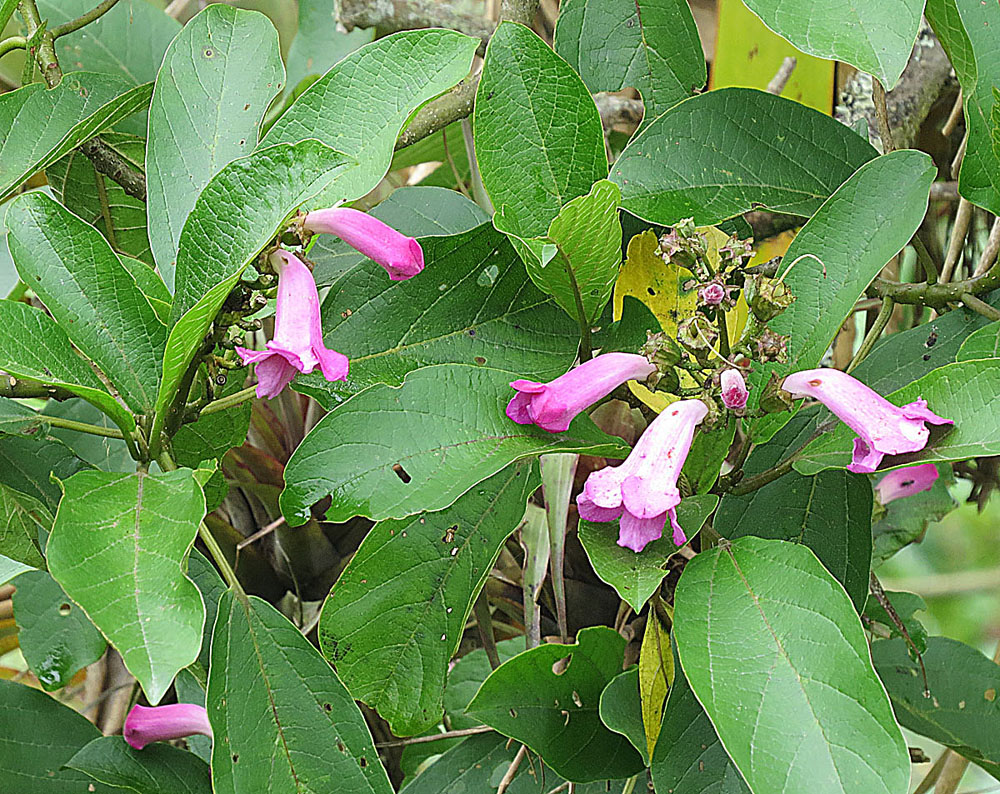 Tanaecium pyramidatum
