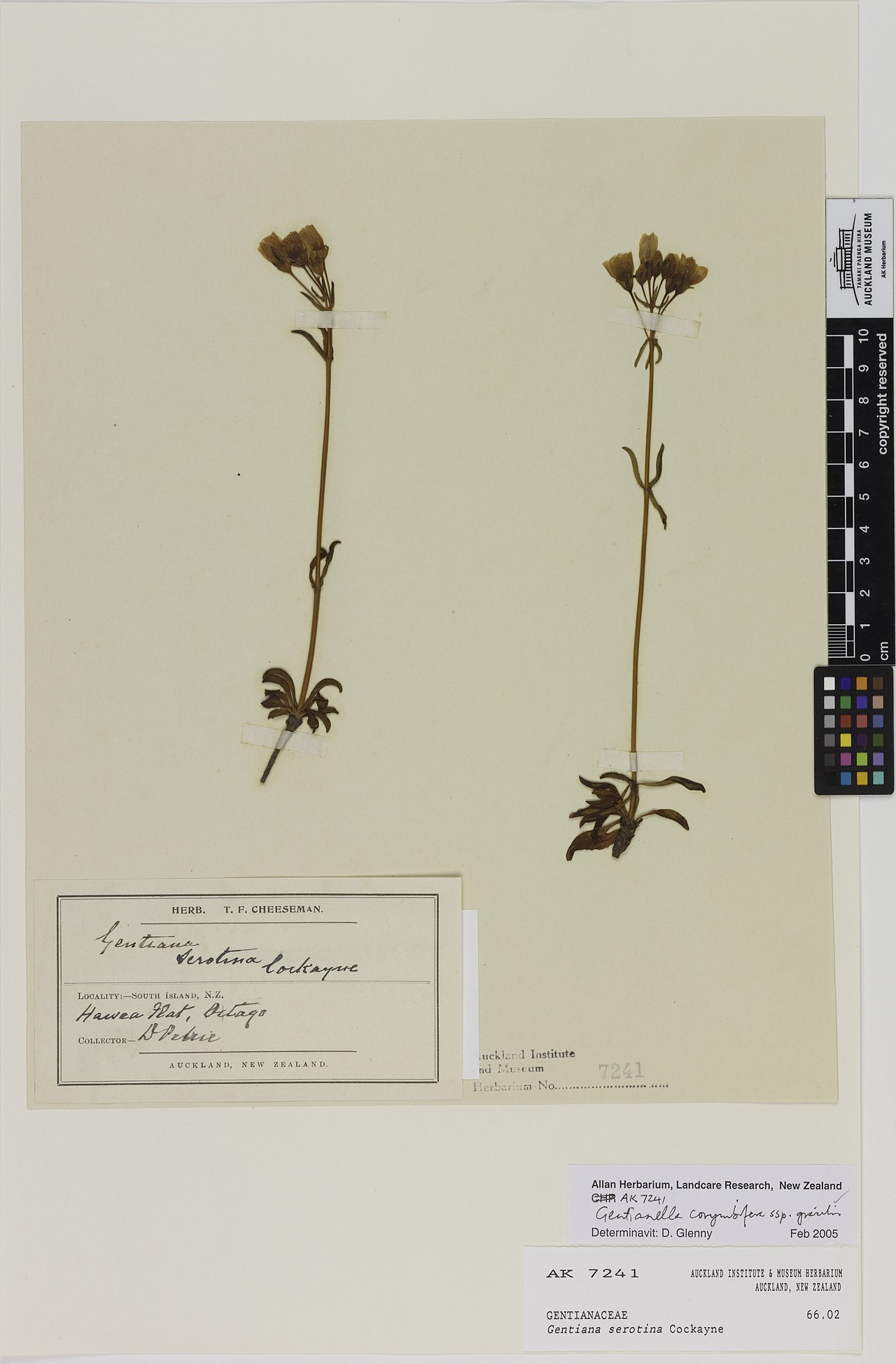 Gentianella gracilis
