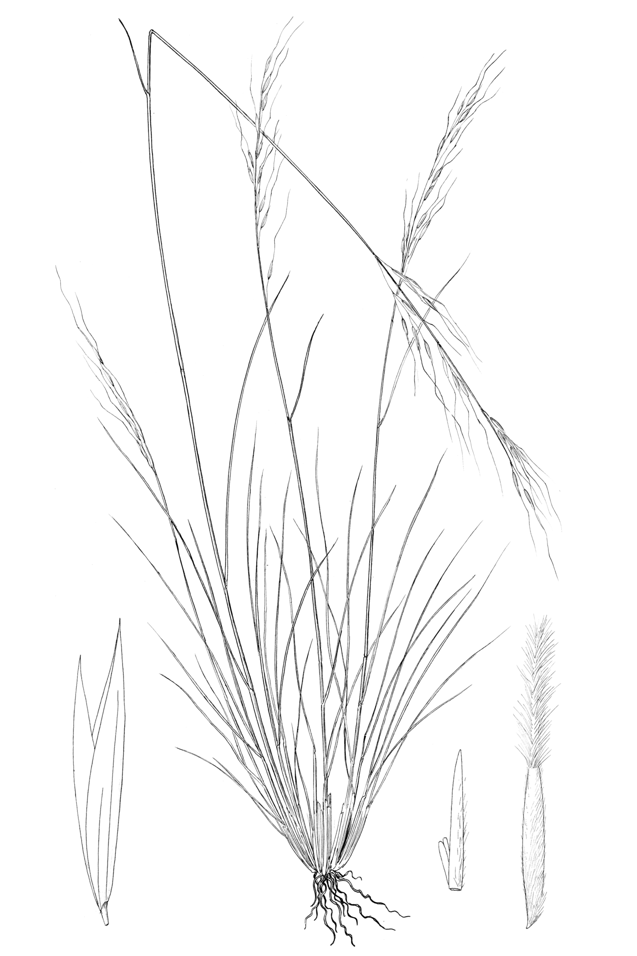 Achnatherum occidentale